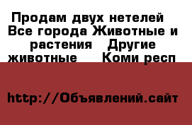 Продам двух нетелей - Все города Животные и растения » Другие животные   . Коми респ.